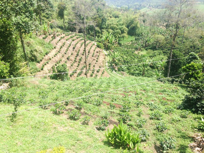 アンデス山脈の麓で栽培されるコロンビアコーヒー